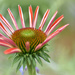 Echinacea...Gesundheit! by alophoto