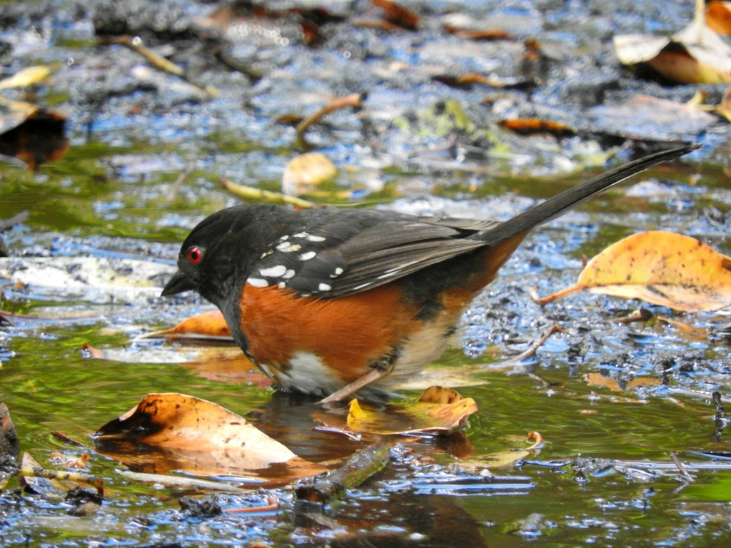 Male Spotted Towhee by seattlite