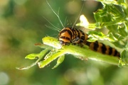 27th Jun 2018 - Cinnabar Caterpillar
