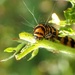 Cinnabar Caterpillar by mattjcuk