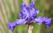 27th Jun 2018 - Last Of The Irises To Bloom