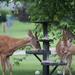 THE DEER DINER........open for business! by essiesue