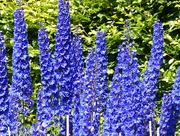 27th Jun 2018 - Delphiniums