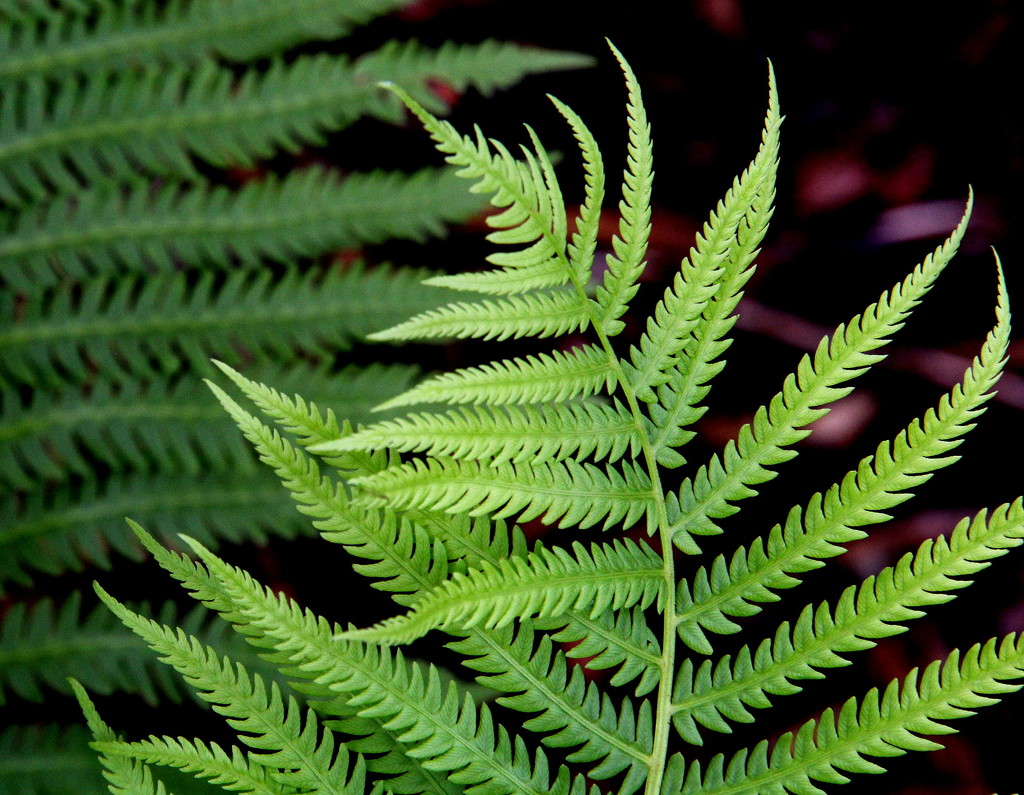 Fern Frond by calm