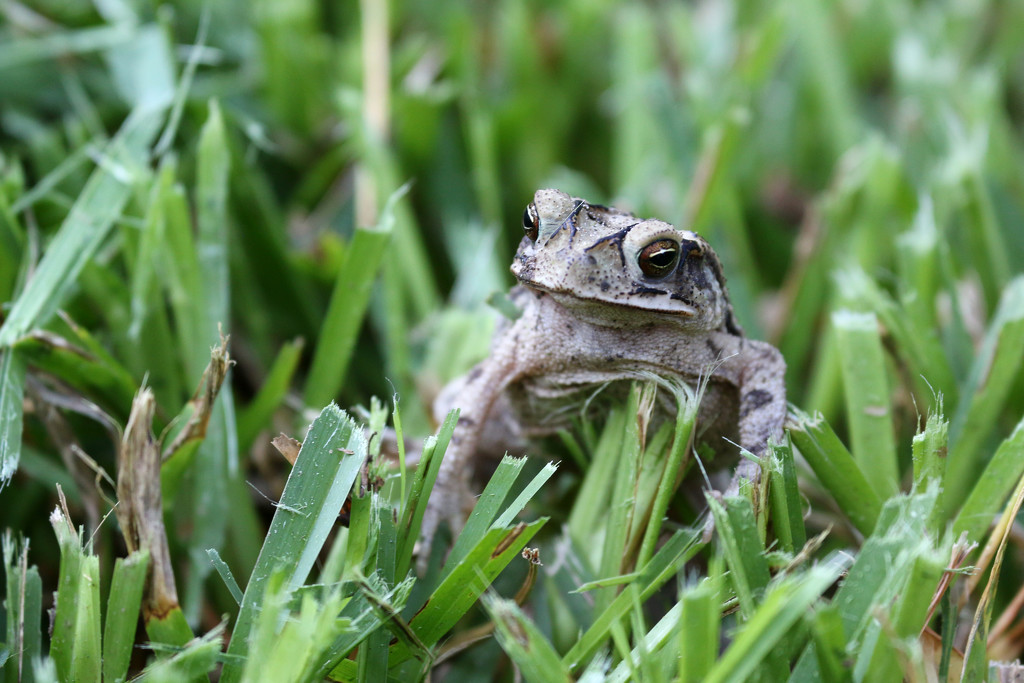 A posing toad by ingrid01