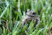 25th Jun 2018 - A posing toad