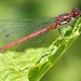 Red Damselfly by jacqbb