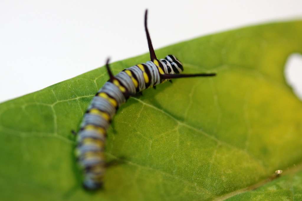 Queen caterpillar by ingrid01