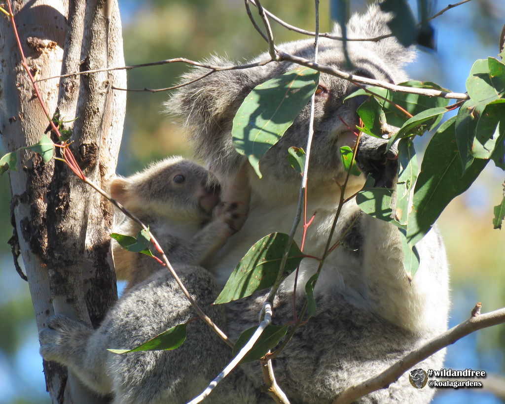 ooooh gimme! by koalagardens