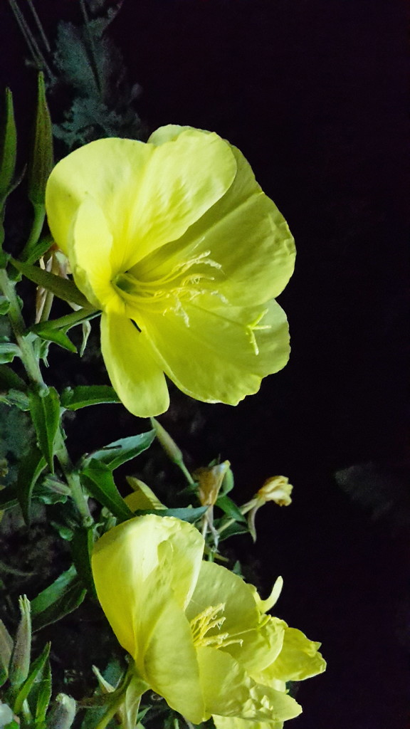 evening primrose by full strawberry moon by ideetje