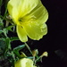 evening primrose by full strawberry moon by ideetje