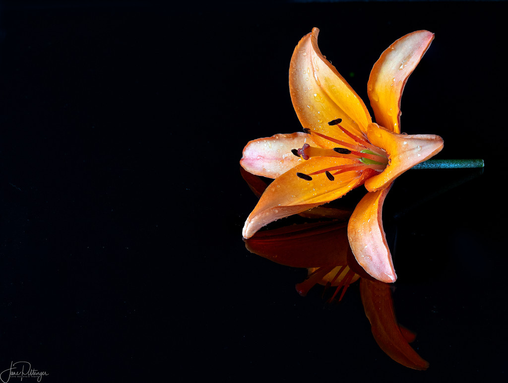 Lily Reflected by jgpittenger