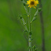 Sunflower Portrait by rminer