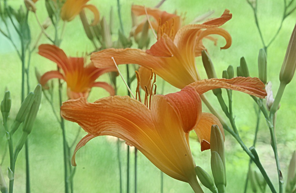 Daylilies by lynnz
