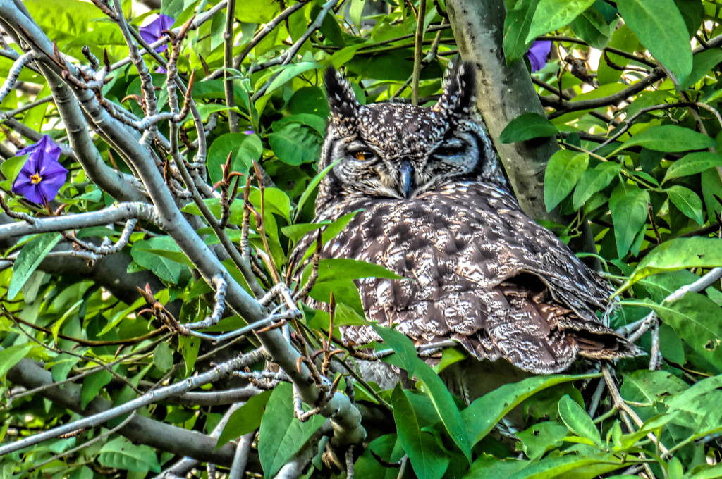 The Spotted Eagle Owl,  by ludwigsdiana