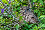28th Jun 2018 - The Spotted Eagle Owl, 