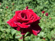 28th Jun 2018 - Red Rose