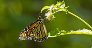 27th Jun 2018 - Monarch Butterfly!