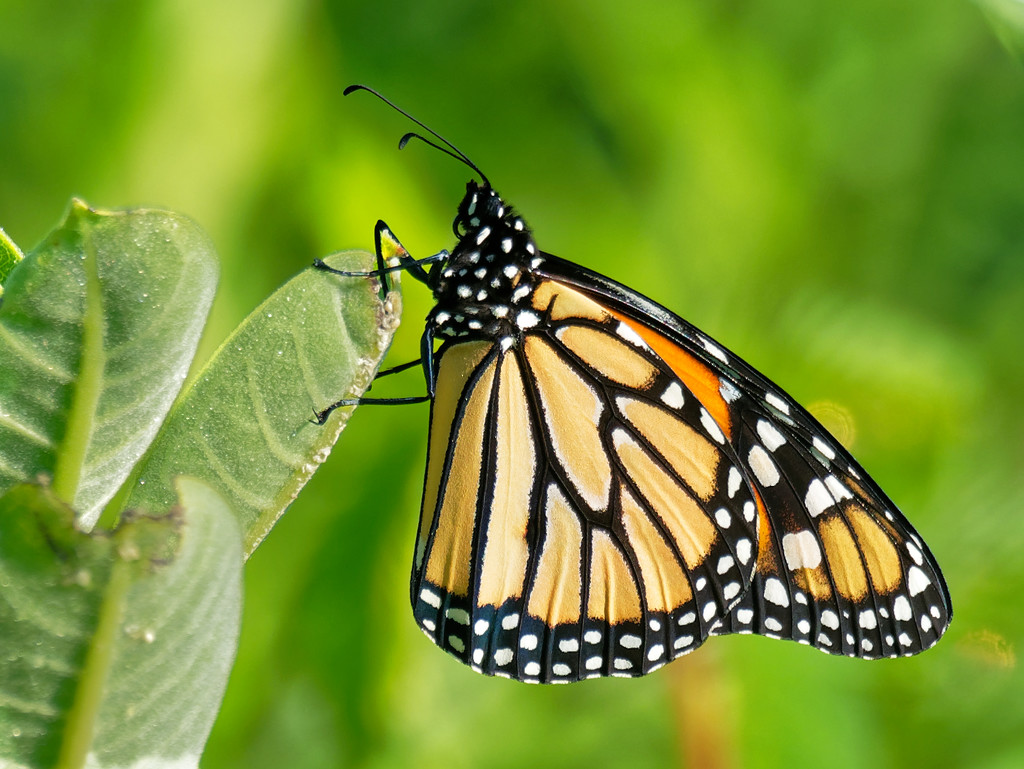Monarch butterfly by rminer