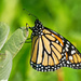 Monarch butterfly by rminer