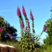foxgloves and tree stump by christophercox