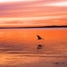 Sunset and grey heron by bruni