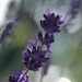 Pruned Lavender by 30pics4jackiesdiamond