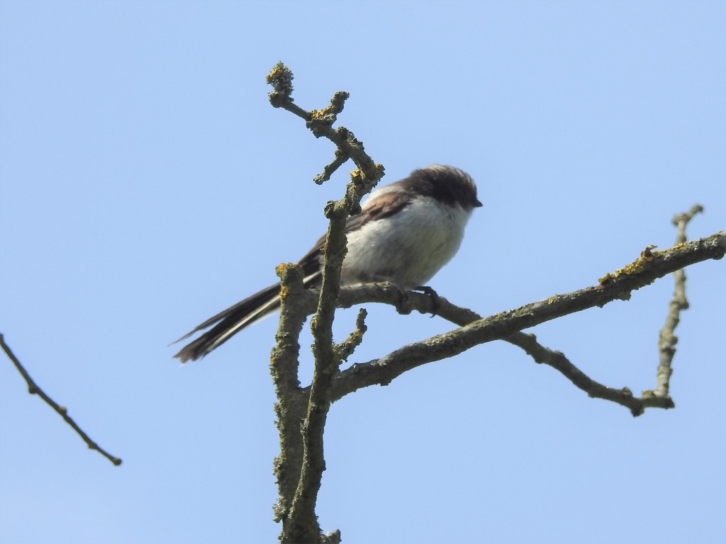 Long-tailed Tit by oldjosh