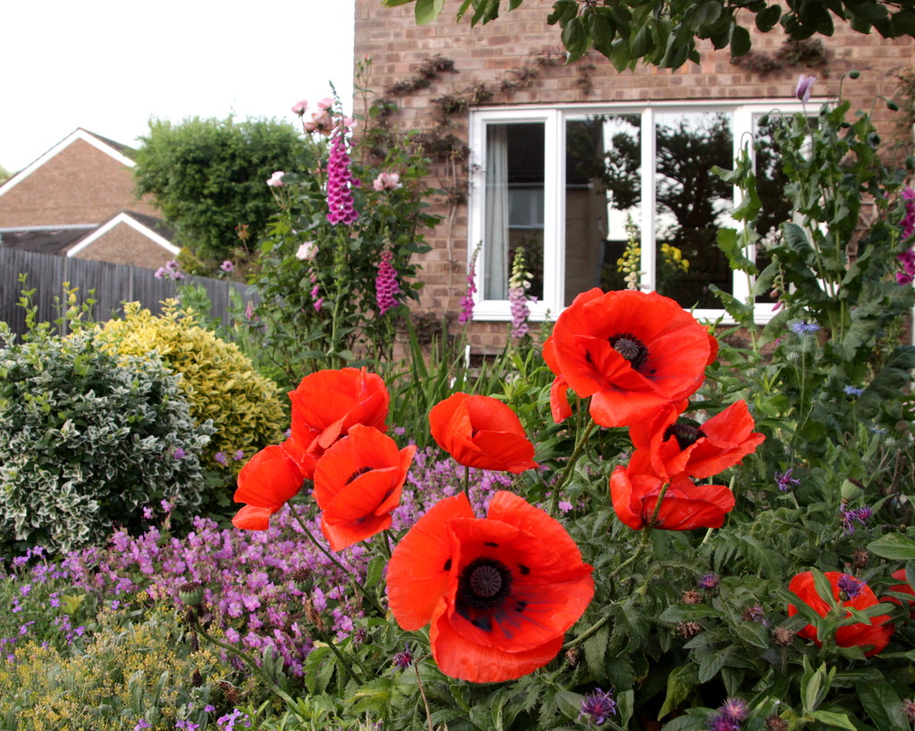 Poppies in the front garden by busylady