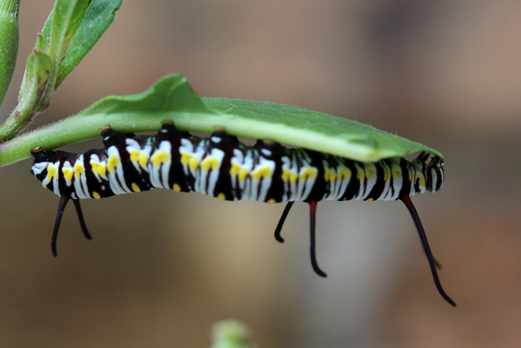Queen Caterpillar #3  by ingrid01