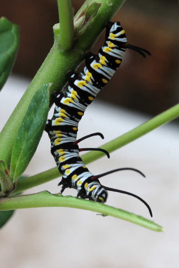 Queen Caterpillar #1 by ingrid01