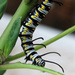 Queen Caterpillar #1 by ingrid01