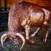 A Tupenny Bull... by carole_sandford