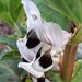 blossom of the broad bean by ideetje