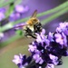Lavender Honey? by wendyfrost