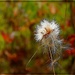 Cotton Grass by olivetreeann