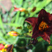 Deep Red Lily by loweygrace