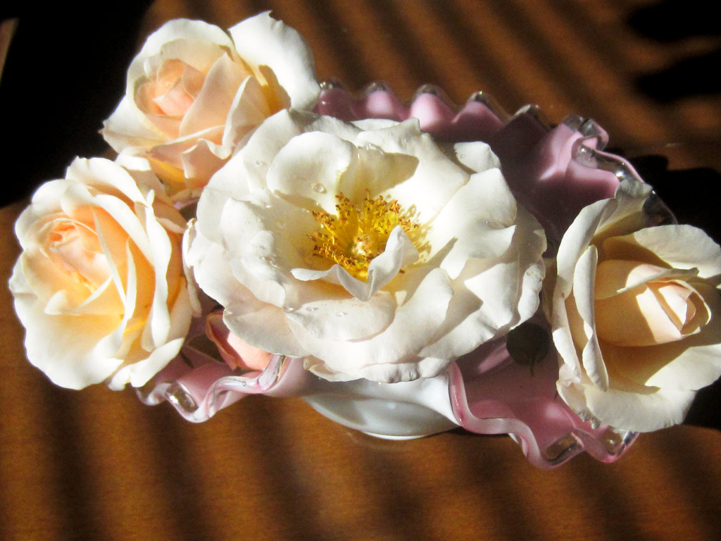 My Favorite Floribunda Rose by bjywamer
