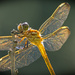 Dragonfly in the Sunshine! by rickster549