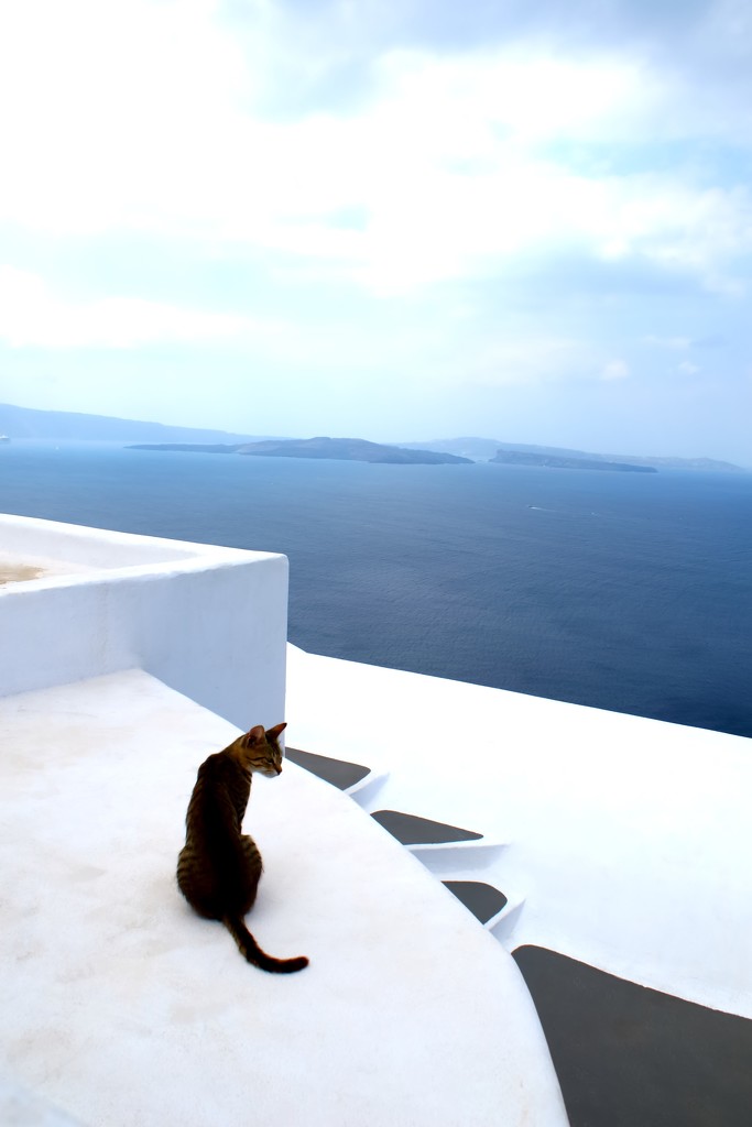 Santorini Kitty by blueberry1222