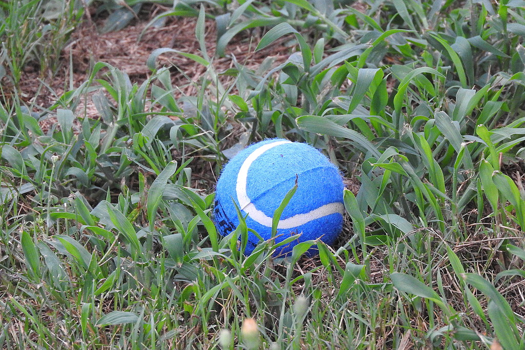 We're growing tennis balls in our yard by homeschoolmom