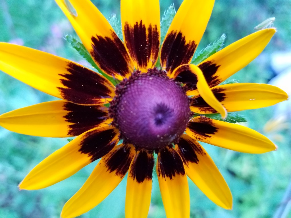 Variation of a Black-eyed Susan by randystreat