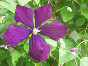 27th Jun 2018 - Clematis Blossom
