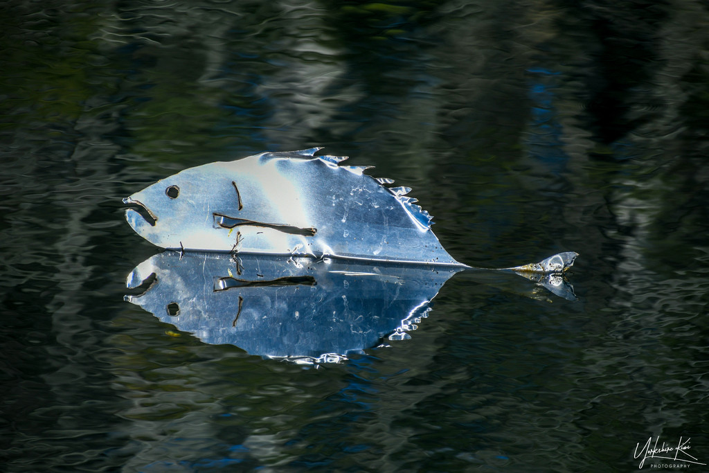 A fishy reflection by yorkshirekiwi