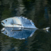 A fishy reflection by yorkshirekiwi