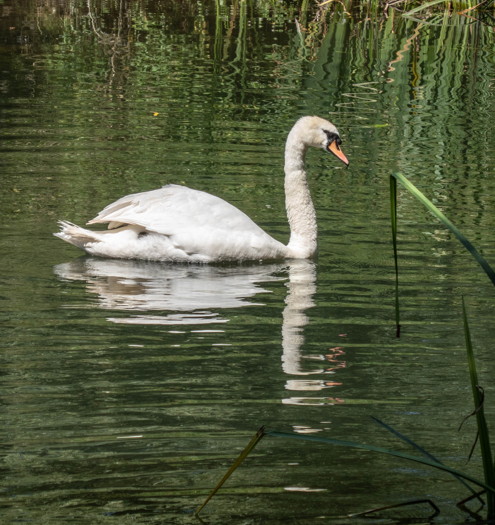 Ambling along...... by susie1205