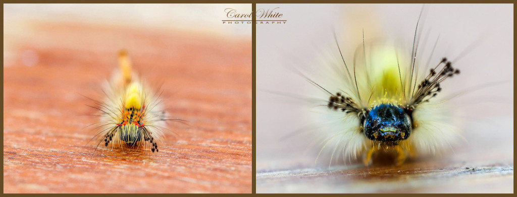 Vapourer Moth Caterpillar by carolmw