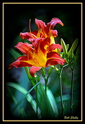 21st Jun 2018 - More Day Lilies