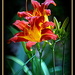 More Day Lilies by vernabeth