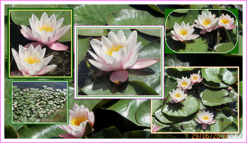 Waterlily collage 2 by grace55